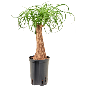 Beaucarnea recurvata