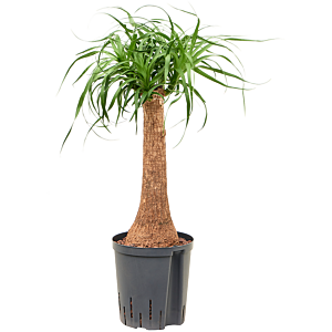 Beaucarnea recurvata