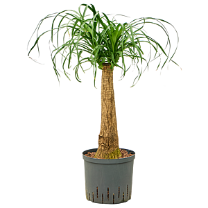 Beaucarnea recurvata