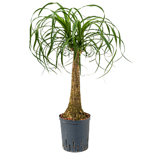 Beaucarnea recurvata
