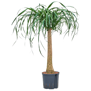 Beaucarnea recurvata