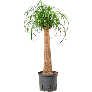 Beaucarnea recurvata