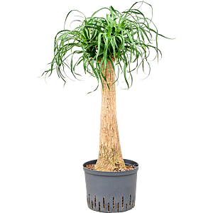 Beaucarnea recurvata