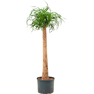 Beaucarnea recurvata
