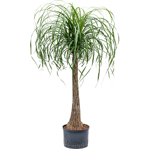 Beaucarnea recurvata