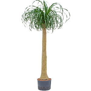 Beaucarnea recurvata