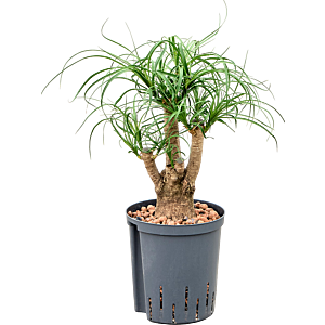 Beaucarnea recurvata