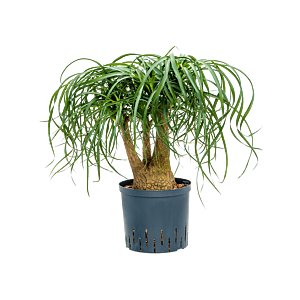 Beaucarnea recurvata