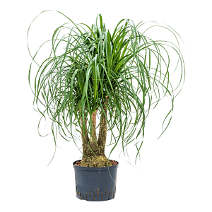 Beaucarnea recurvata
