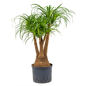 Beaucarnea recurvata