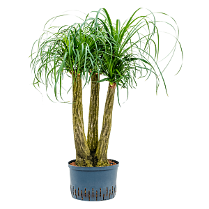 Beaucarnea recurvata