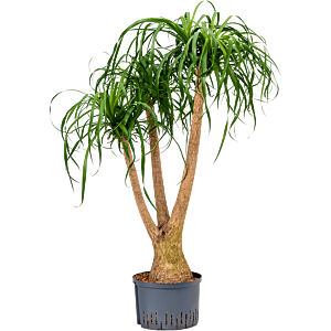 Beaucarnea recurvata