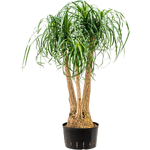 Beaucarnea recurvata