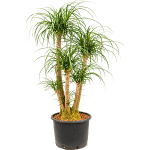 Beaucarnea recurvata