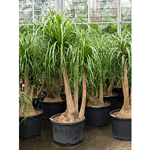 Beaucarnea recurvata