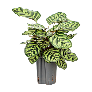 Calathea 'Makoyana'