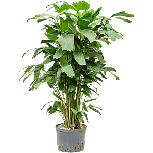 Caryota mitis