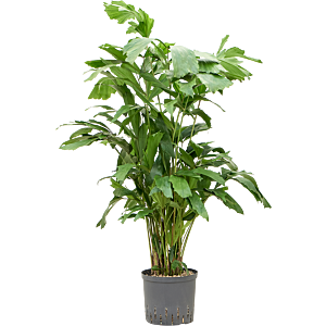 Caryota mitis