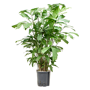 Caryota mitis