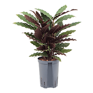 Calathea rufibarba 'Wavestar'