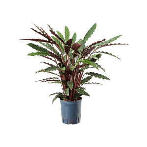 Calathea rufibarba 'Wavestar'