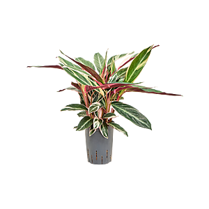 Calathea 'Triostar'
