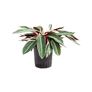 Calathea 'Triostar'