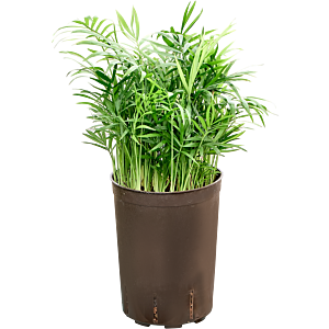 Chamaedorea elegans