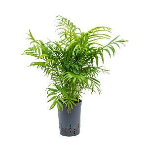 Chamaedorea elegans