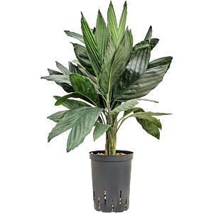 Chamaedorea metallica