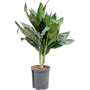 Chamaedorea metallica