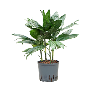 Chamaedorea metallica