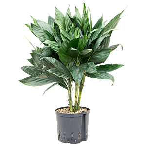 Chamaedorea metallica