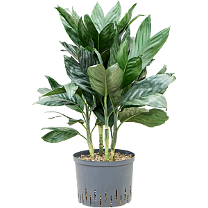 Chamaedorea metallica