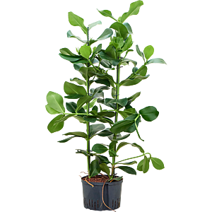 Clusia rosea