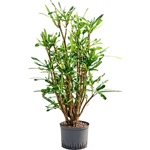 Croton (Codiaeum) variegatum 'Banana'