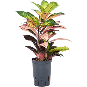 Croton (Codiaeum) variegatum 'Mrs. Iceton'