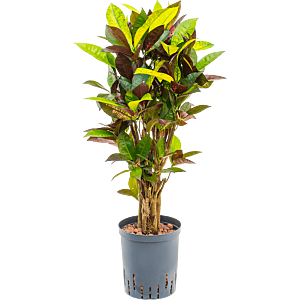 Croton (Codiaeum) variegatum 'Mrs. Iceton'
