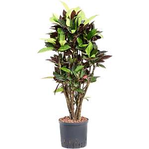 Croton (Codiaeum) variegatum 'Mrs. Iceton'