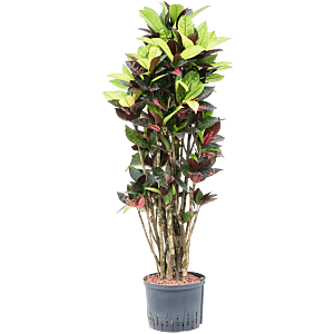 Croton (Codiaeum) variegatum 'Mrs. Iceton'