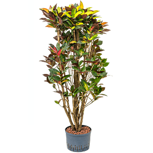 Croton (Codiaeum) variegatum 'Mrs. Iceton'