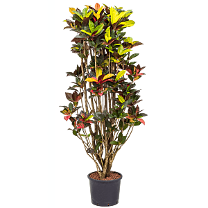 Croton (Codiaeum) variegatum 'Mrs. Iceton'