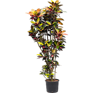 Croton (Codiaeum) variegatum 'Mrs. Iceton'