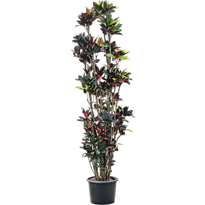 Croton (Codiaeum) variegatum 'Mrs. Iceton'