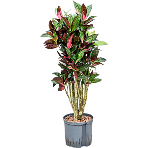 Croton (Codiaeum) variegatum 'Mrs. Iceton'