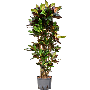 Croton (Codiaeum) variegatum 'Mrs. Iceton'