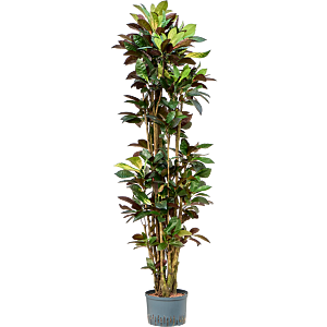 Croton (Codiaeum) variegatum 'Mrs. Iceton'
