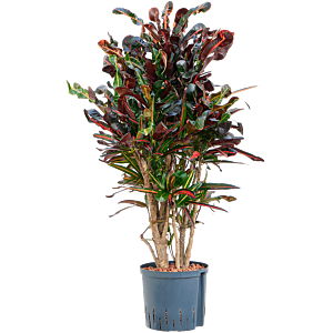Croton (Codiaeum) variegatum 'Mammi'