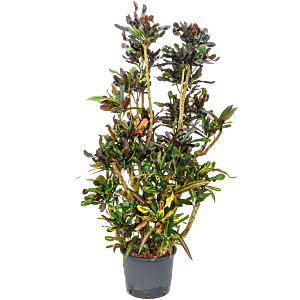 Croton (Codiaeum) variegatum 'Mammi'