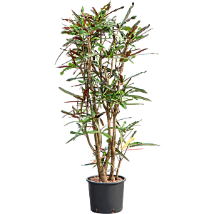 Croton (Codiaeum) variegatum 'Mammi'